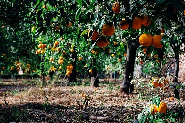 Orange grove