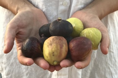 El lloc amb més varietats de figues del món