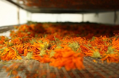 Comencem amb licor i acabem amb infusió