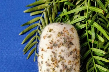 felt art on ecological soap