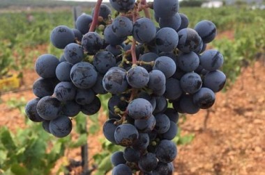 TRADITIONAL MARKET AND FAMILY WINERY