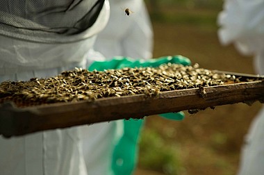 Sigues apicultor per un dia i coneix un mercat tradicional mallorquí.