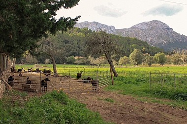 Queso Eco y Encanto Rural: Delicias Sostenibles en el Valle de Pollença